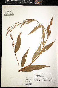 Polygonum persicaria image