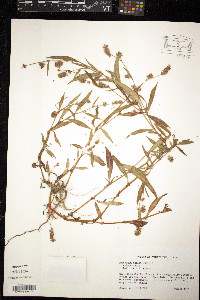 Polygonum persicaria image