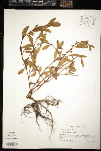 Polygonum fowleri image