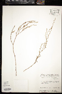Polygonum ramosissimum image