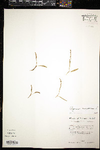Bistorta vivipara image