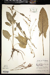 Rumex acetosa image