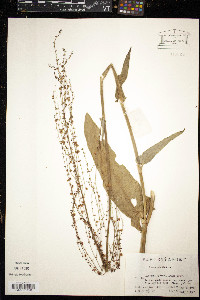 Rumex acetosa image