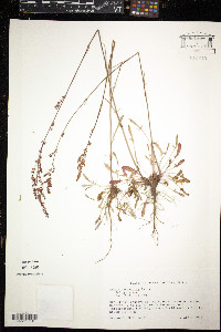 Rumex hastatulus image