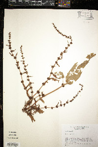 Rumex pulcher image