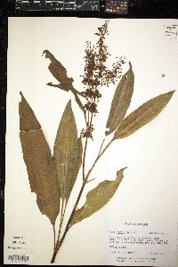 Rumex verticillatus image