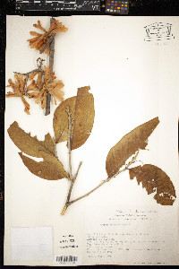 Ruprechtia fusca image