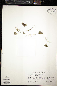 Podostemum ceratophyllum image