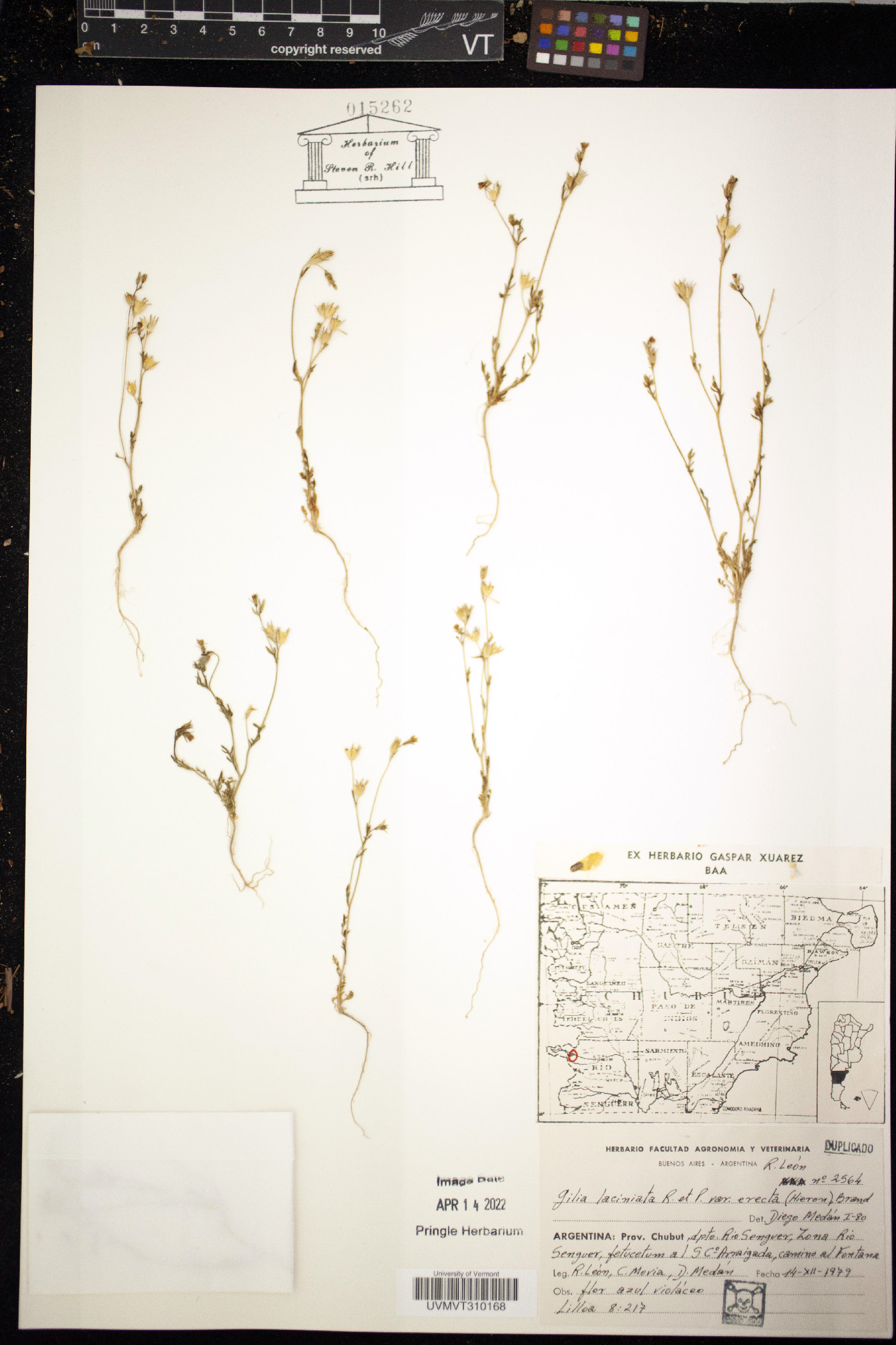 Gilia laciniata image