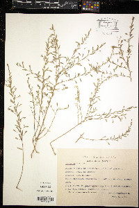 Loeselia caerulea image