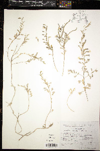 Loeselia caerulea image