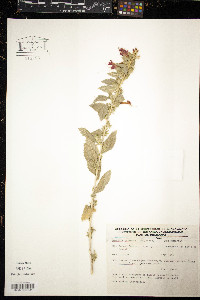 Loeselia mexicana image