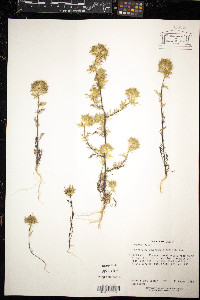 Navarretia squarrosa image