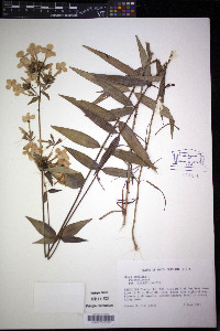 Phlox carolina image