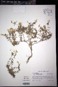 Phlox subulata image