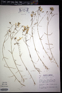 Phlox tenuifolia image