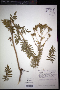 Polemonium foliosissimum image