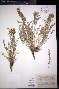 Polemonium mellitum image