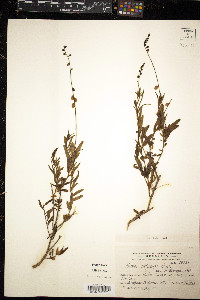 Monnina dictyocarpa image