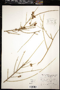 Media resource of Polygaloides balansae