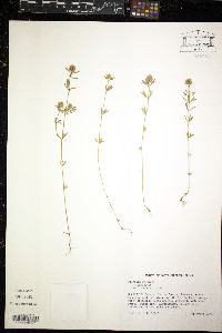 Polygala cruciata image