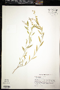 Asemeia grandiflora image