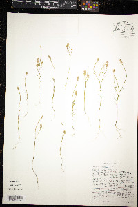 Polygala nuttallii image