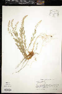 Polygala polygama image