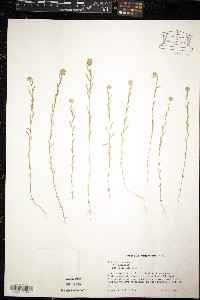 Polygala sanguinea image