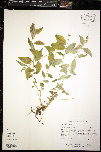 Polygala senega image