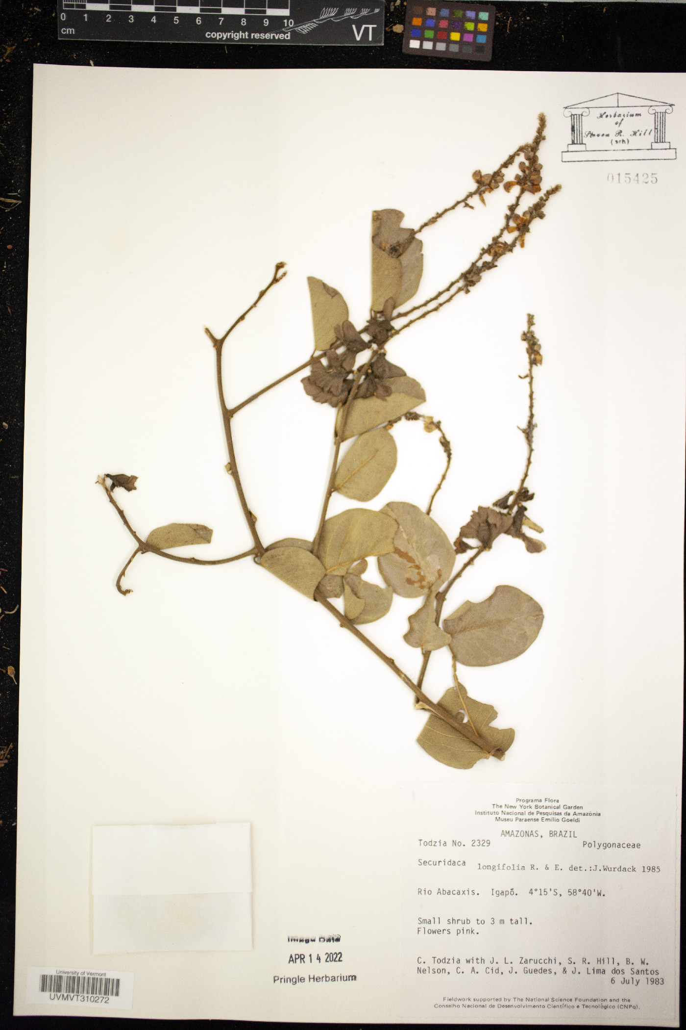 Securidaca longifolia image