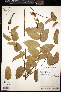 Securidaca longifolia image