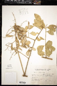 Seguieria americana image