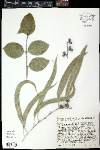 Eucalyptus robusta image