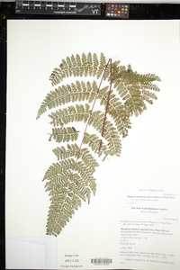 Dryopteris pseudocaenopteris image