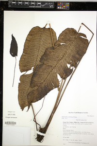 Diplazium cordifolium image
