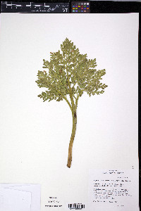 Sceptridium multifidum image