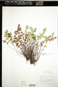 Pellaea bridgesii image
