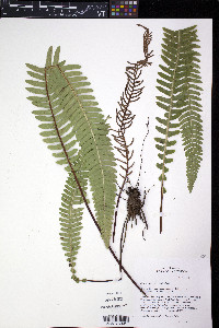 Struthiopteris spicant image