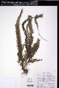 Alansmia dependens image