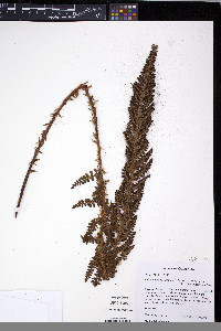Polystichum paramicola image