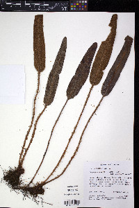 Elaphoglossum engelii image