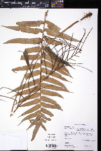 Lomariocycas werckleana image