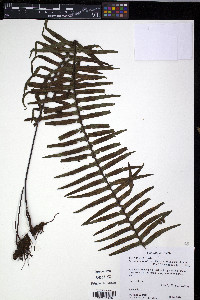 Pecluma eurybasis var. villosa image