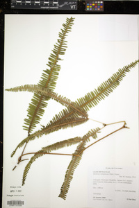 Sticherus rubiginosus image