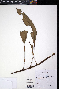 Elaphoglossum antioquianum image