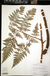 Lastreopsis killipii image