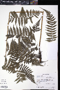 Diplazium diplazioides image