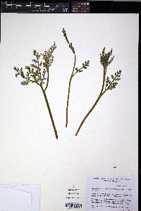 Botrychium matricariifolium image