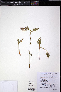 Botrychium matricariifolium image